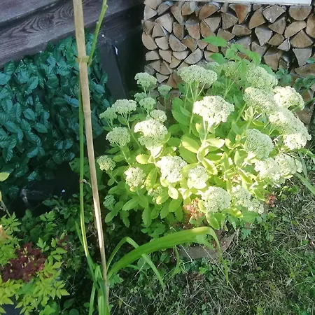 Lili Puhkemaja Kuutsemaeel 度假居