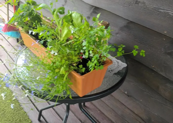 Lili Puhkemaja Kuutsemaeel