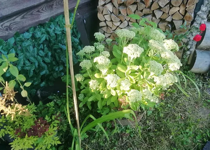 Lili Puhkemaja Kuutsemaeel 度假居